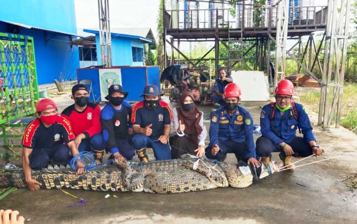 Tim Rescue DPKP Kutai Timur berhasil menangkap Buaya yang berukuran 3,26 Meter. (Dok. DPKP Kutim)
