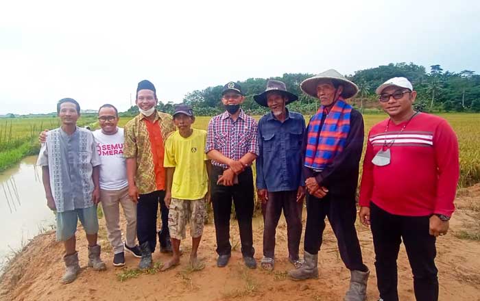 Wakil Ketua DPRD Kaltim Muhammad Samsun bersama Petani dan Kepala Dusun Sumber Sari, Desa Bukit Raya, Tenggarong Seberang Lilik Purbandi, di tengah hamparan Padi Sawah yang menguning. (foto : Exclusive)