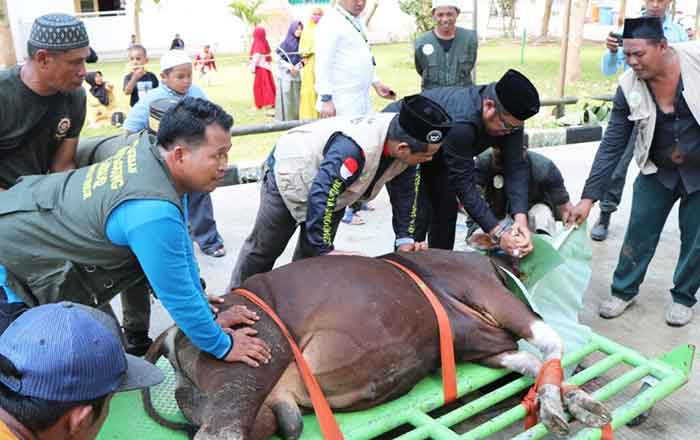 Wakil Bupati Kutai Timur Kasmidi Bulang saat menyembelih langsung hewan Qurban.( foto : 1st)