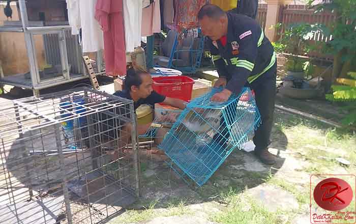 Tim SAR Samarinda menangkap 2 ekor Monyet liar di Komplek Perumahan Diknas Samarinda yang telah meresahkan warga selama 2 tahun terkahir. (foto : Mashardiansyah)