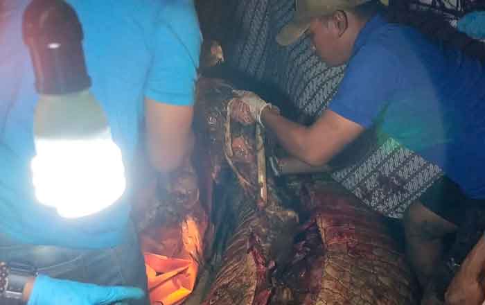 Tim SAR Gabungan beserta warga membelah perut Buaya dan menemukan korban di dalam perut Buaya dalam keadaan meninggal dunia. (foto: Tim SAR)